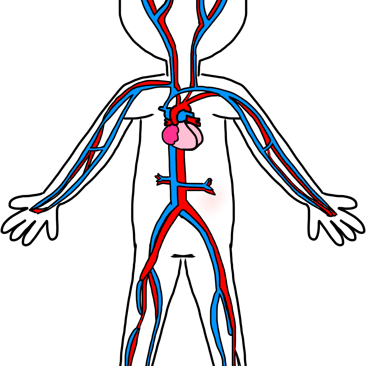Кровеносная система. Сердечно-сосудистая система человека. Сердечно-сосудистая система рисунок. Система кровообращения рисунок. Рисунок кровообращение человека