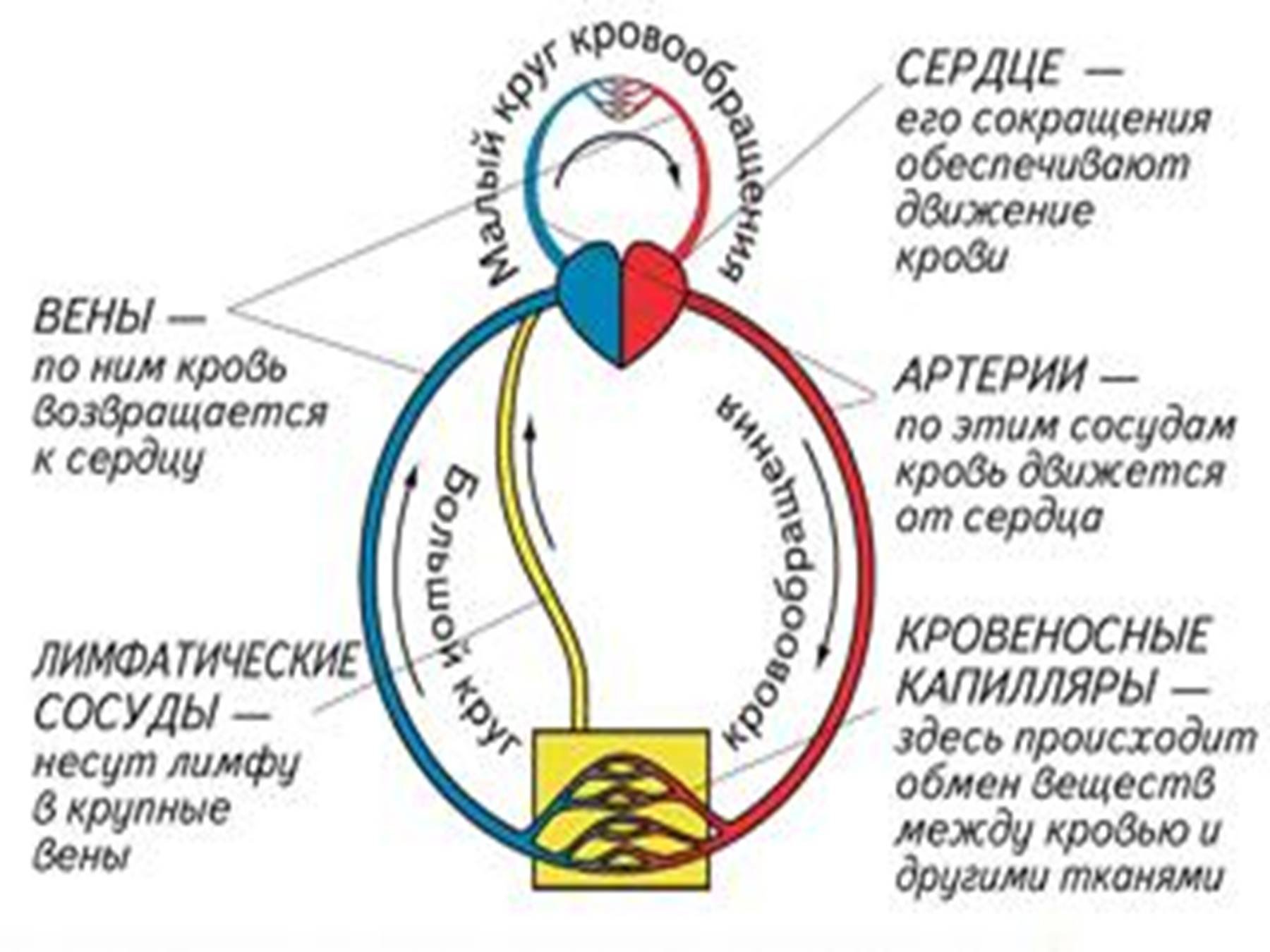 Этапы кругов кровообращения. Анатомия сердца и круги кровообращения. Малый и большой круг кровообращения человека. Схема движения крови. Кровеносная система круги.