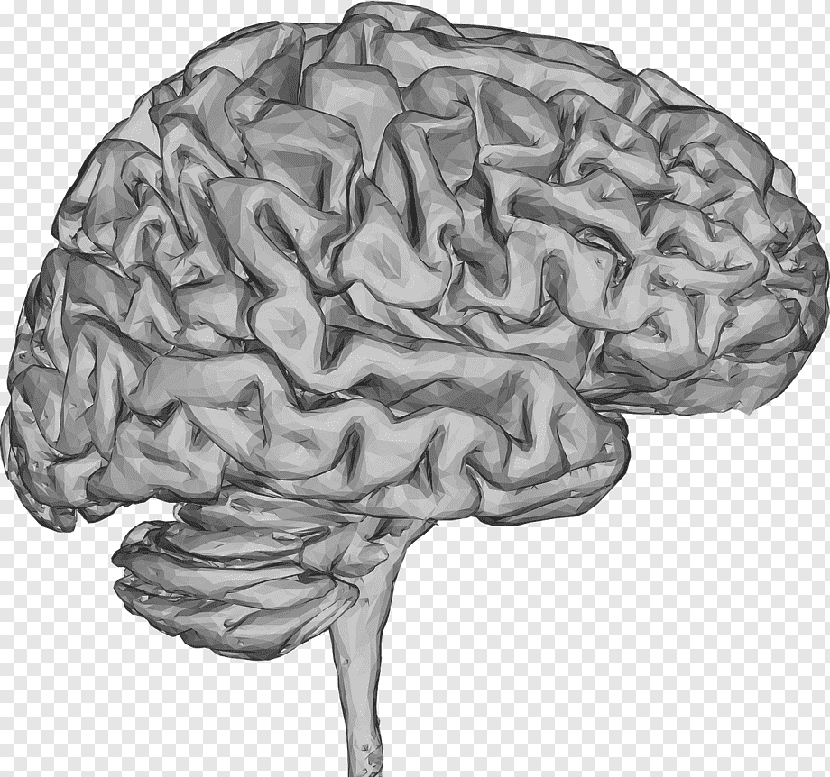 Текстура мозга