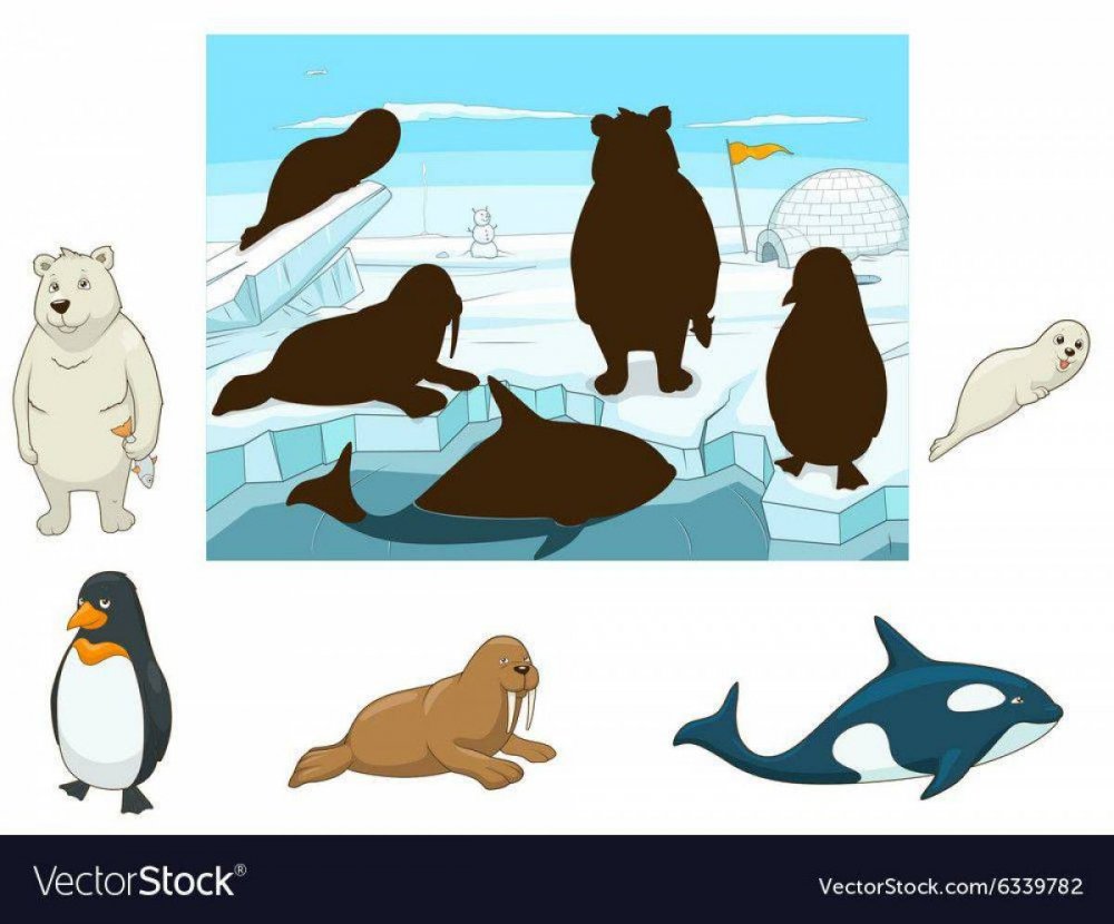 Животные Арктики и Антарктики для детей средней группы