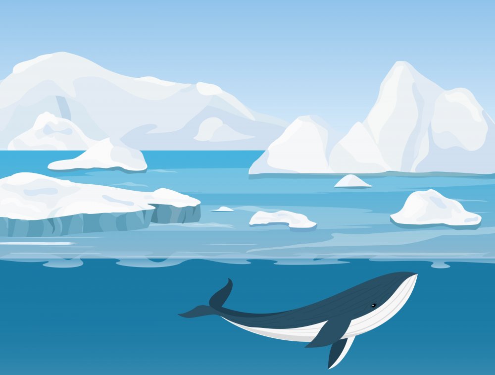 Северный Ледовитый океан рисунок
