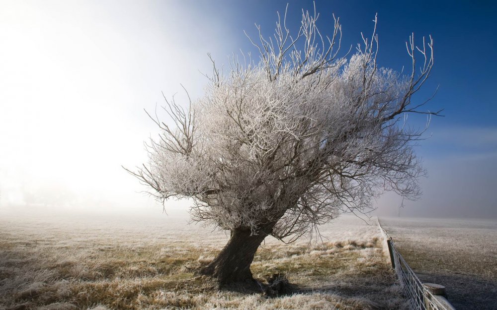 Зимнее сухое дерево