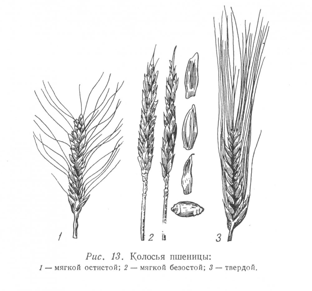 Колос озимой пшеницы схема