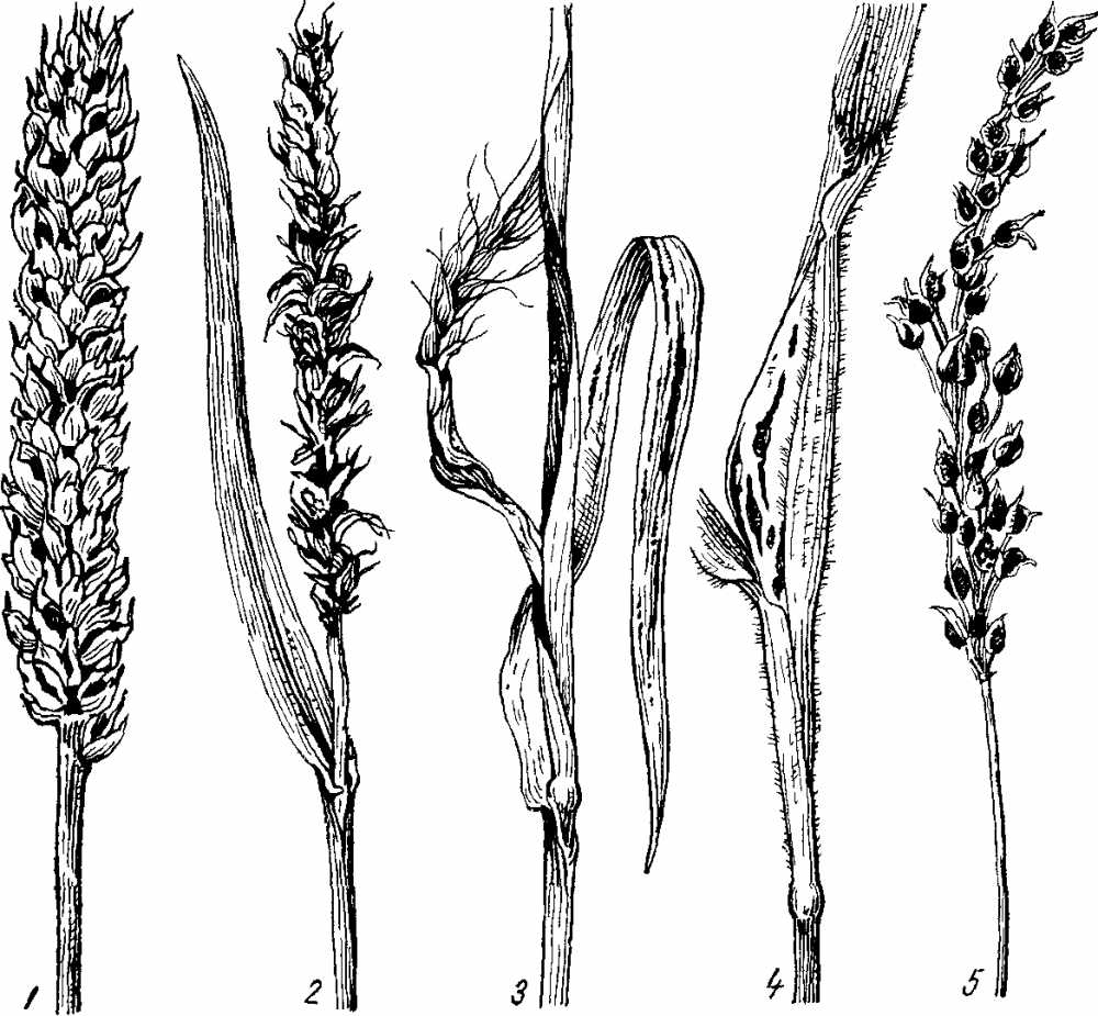 Стеблевая Головня пшеницы