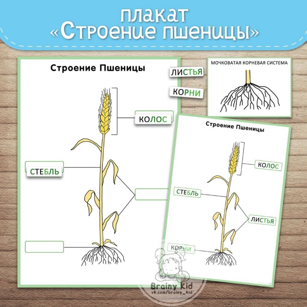 Строение растения озимой пшеницы