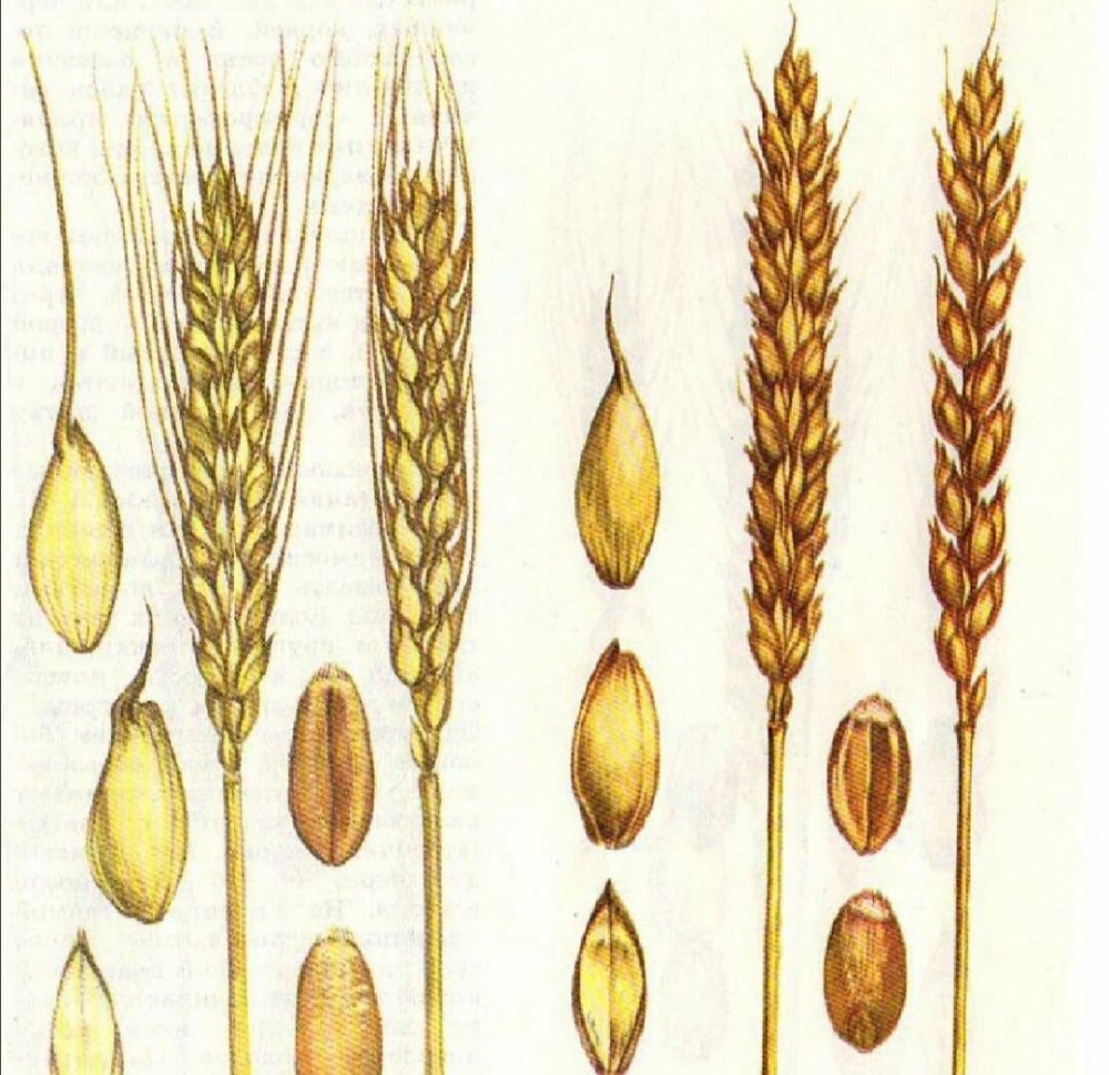 Безостые формы ржи и пшеницы