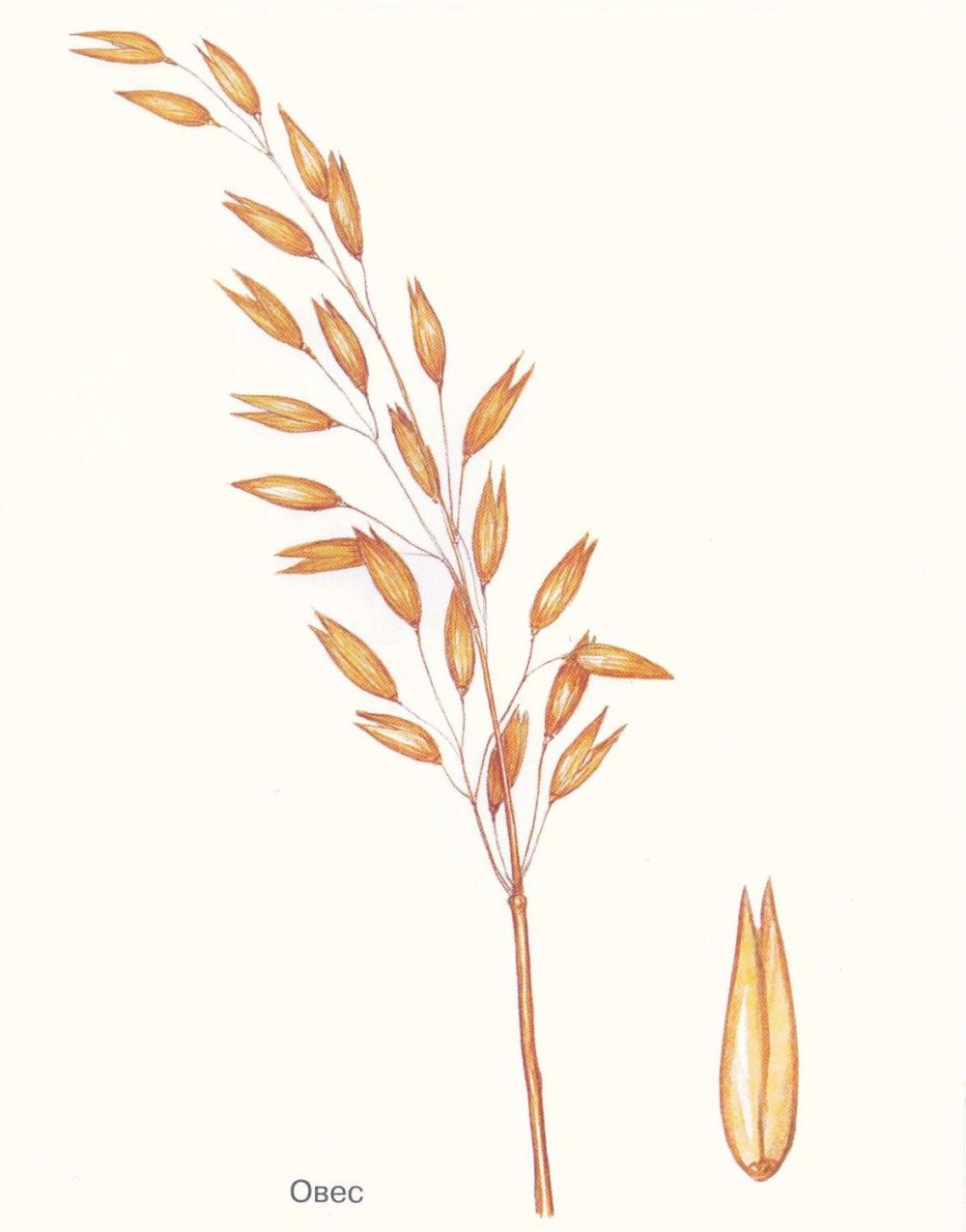Овес рожь пшеница колосья