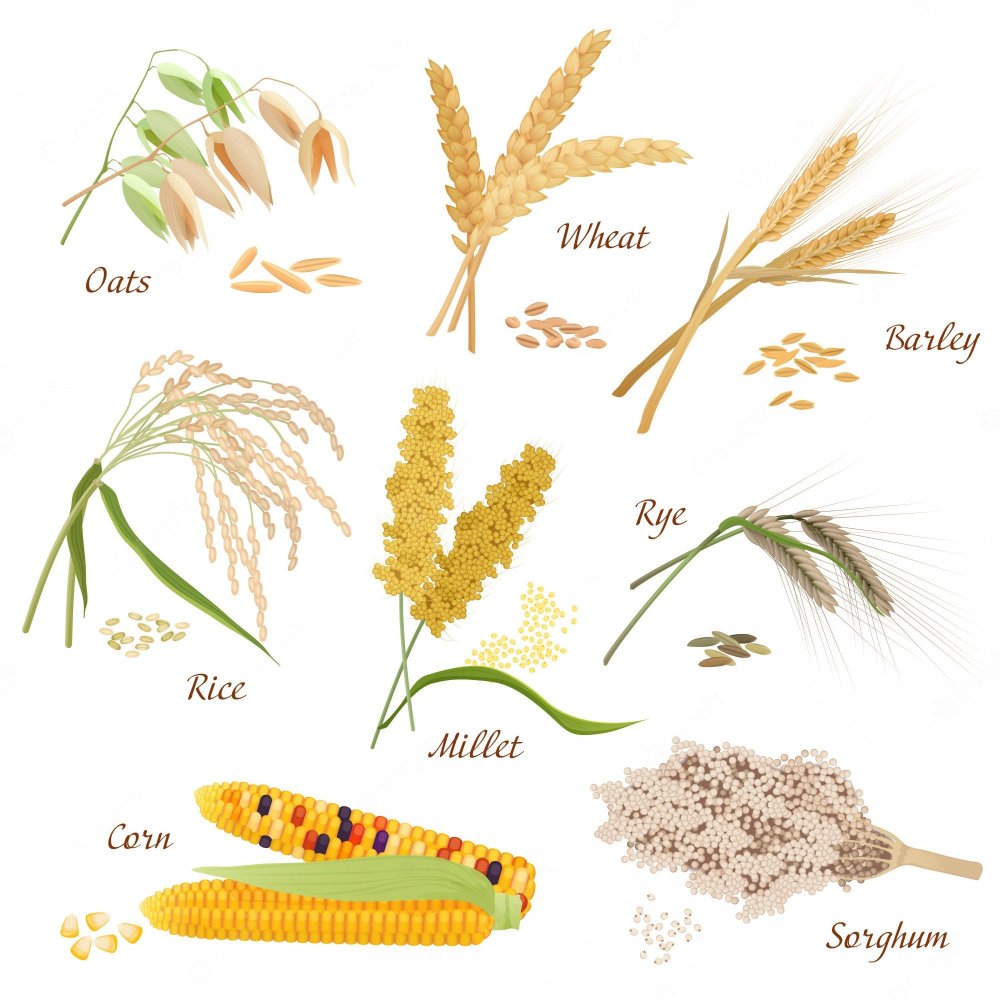 Пшеница, ячмень, просо, рис и кукуруза