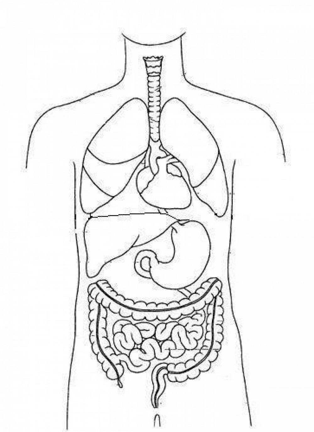 Тело человека рисунок органы
