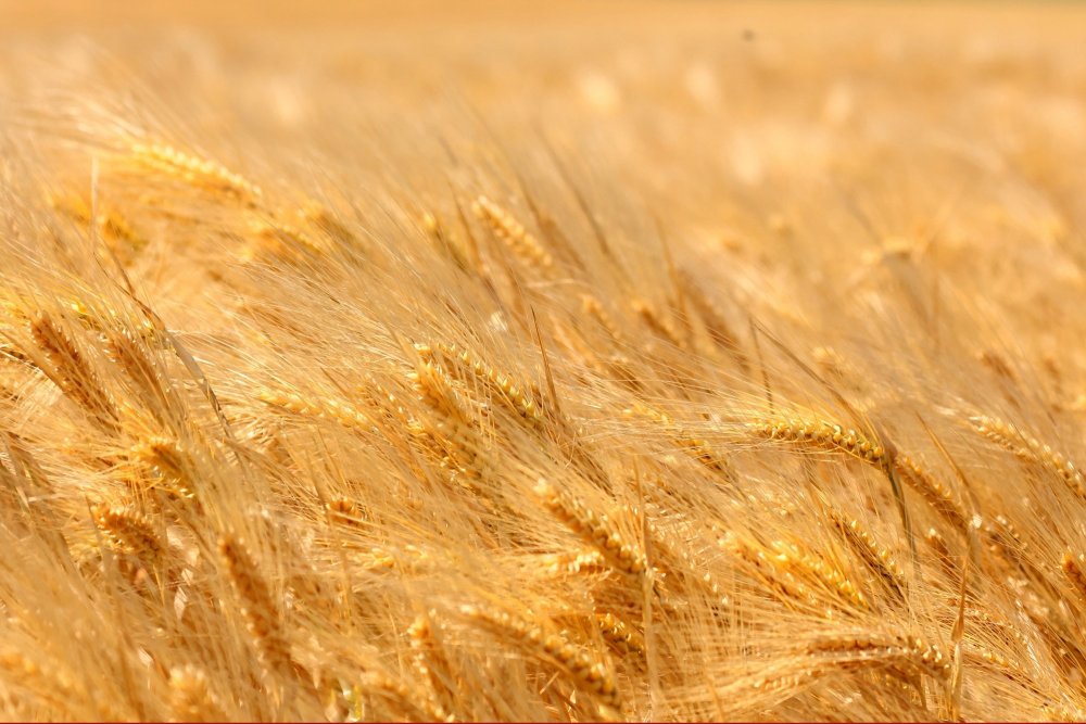 Поле с колосьями пшеницы