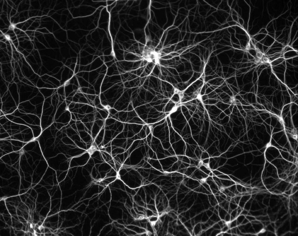 Нейронная сеть мозга