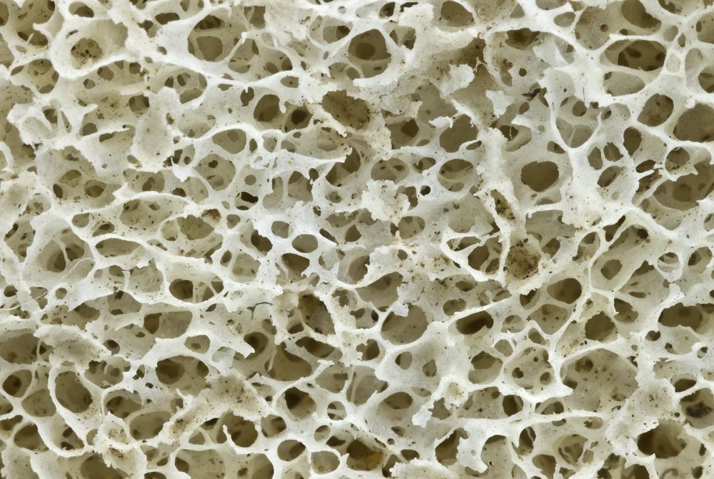 Губчатая кость под микроскопом