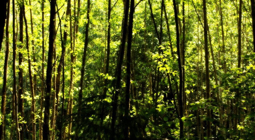 Текстура тропического леса