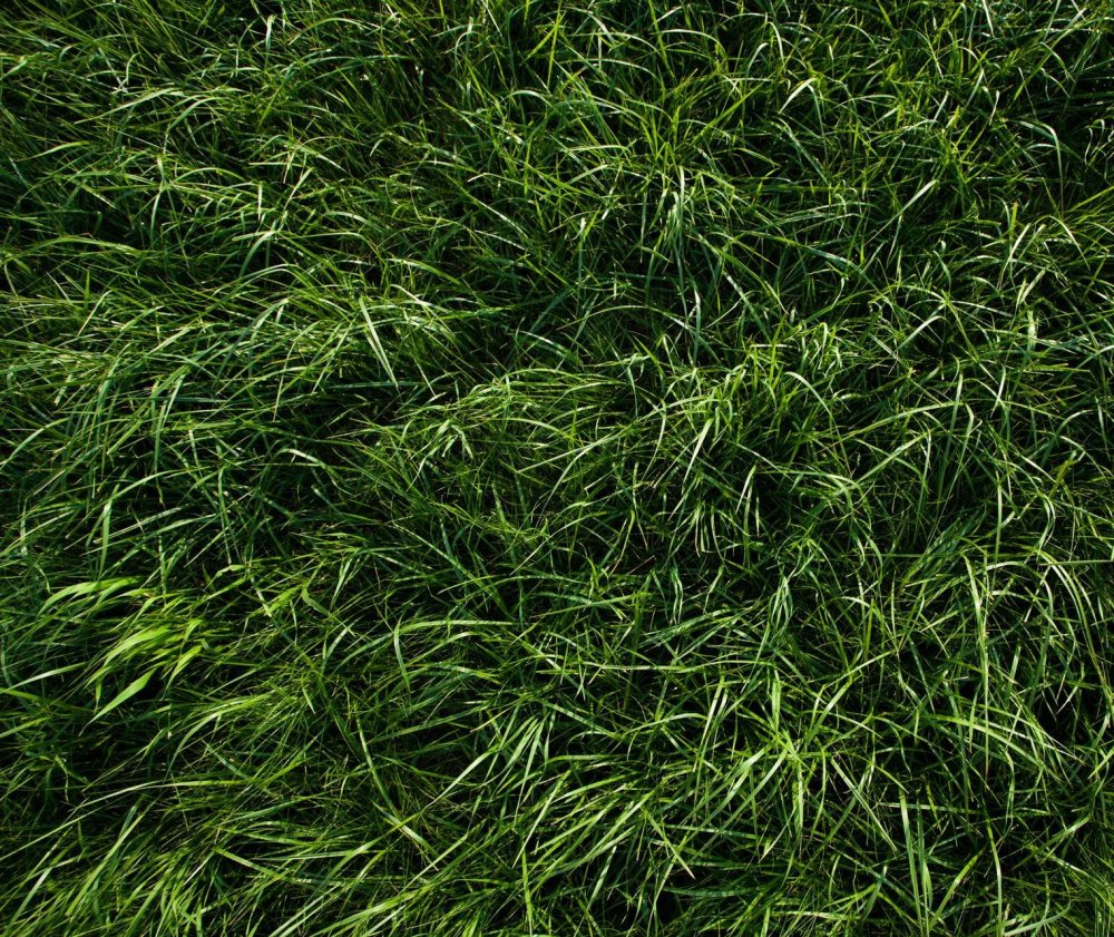 Текстура травы для 3d Max
