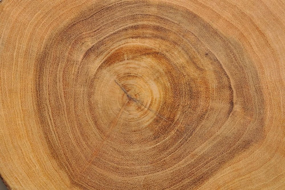 Кольца на срезе дерева