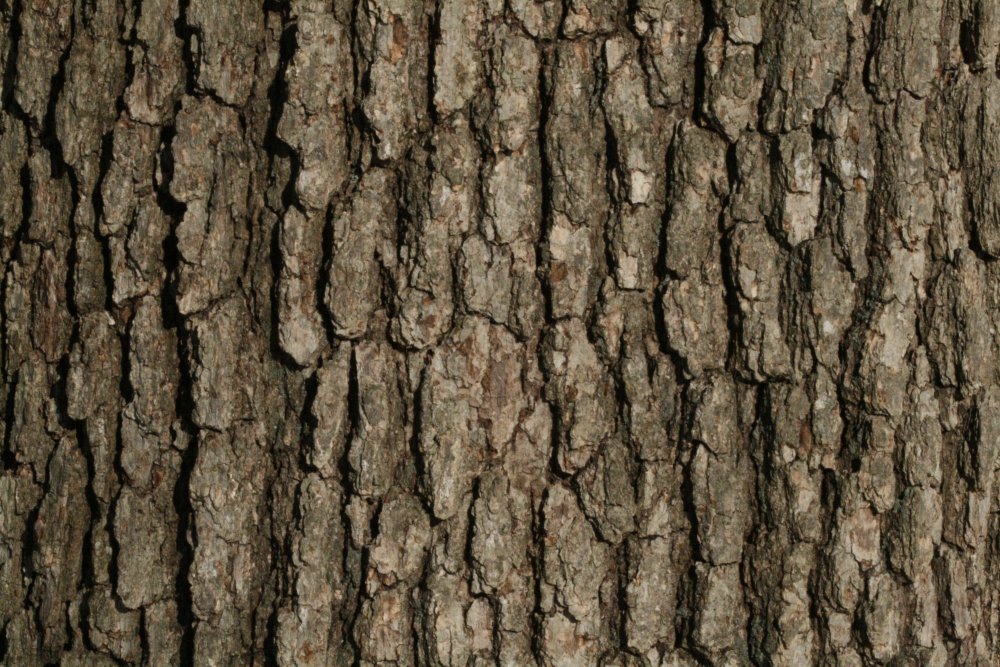 Текстура ствола дерева