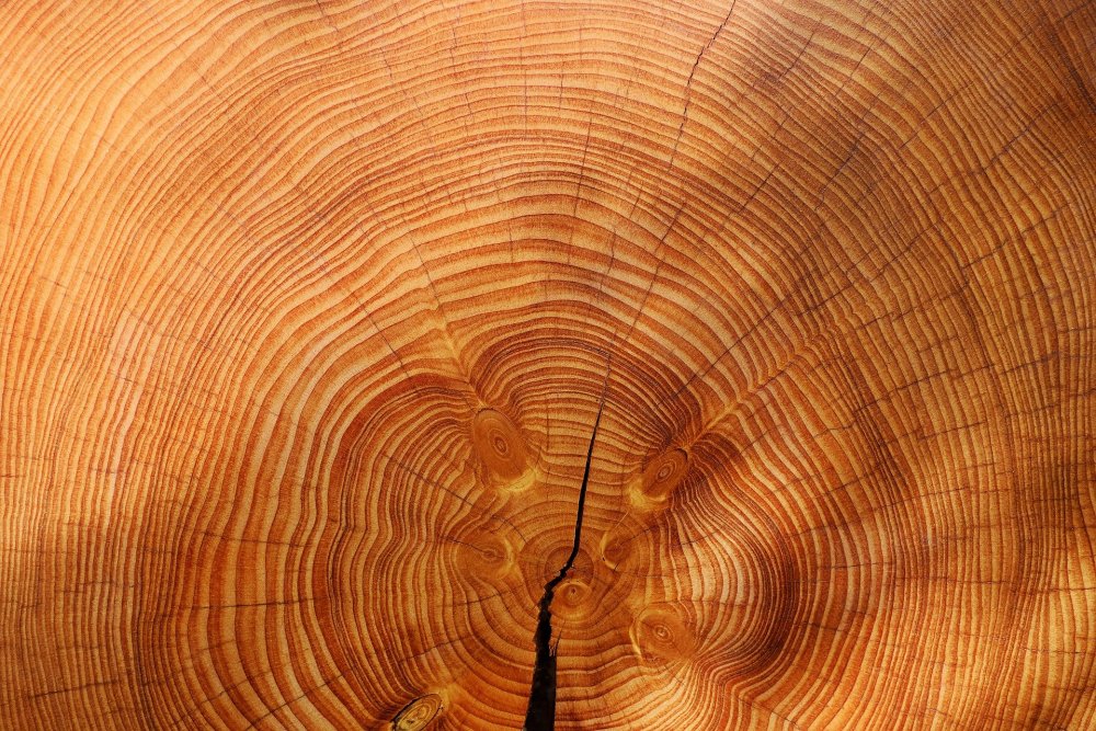 Секвойя древесина текстура