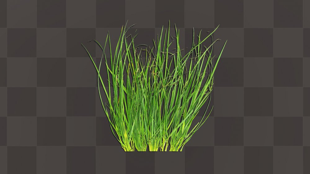 Текстура травы куст