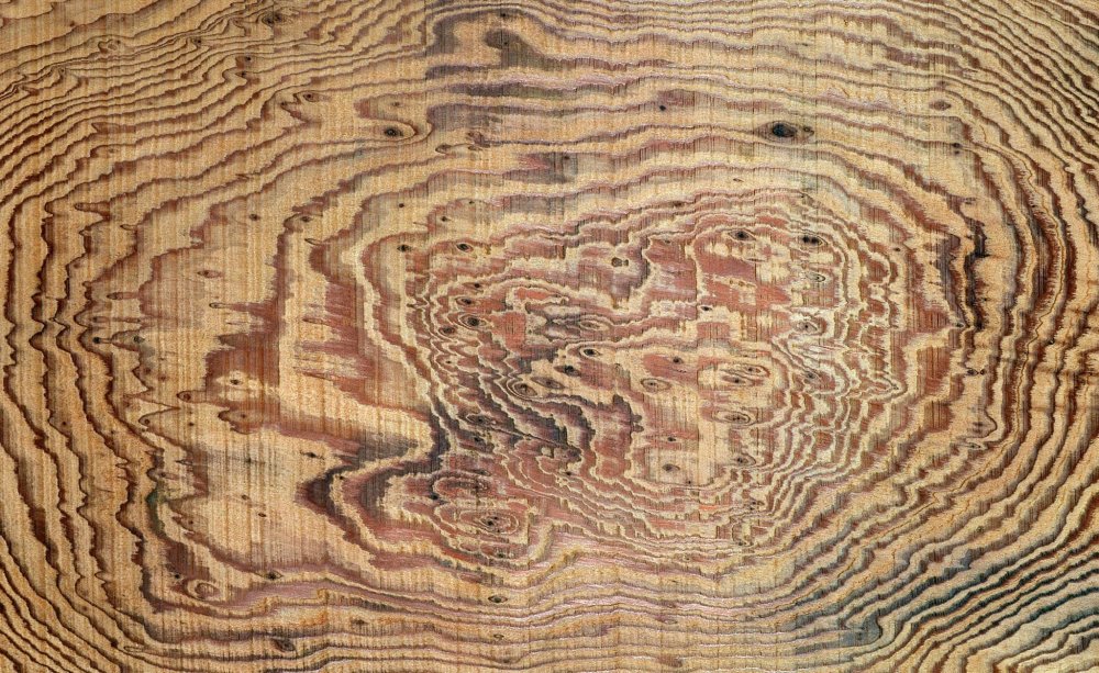 Карельская береза структура древесины