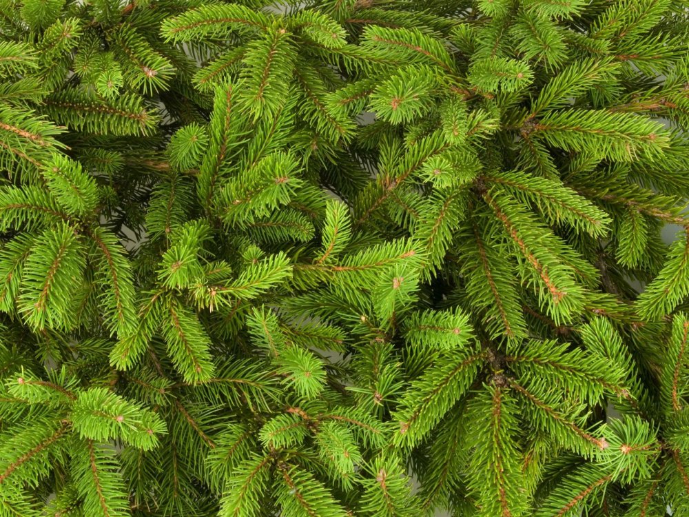 Ель финская Picea Fennica