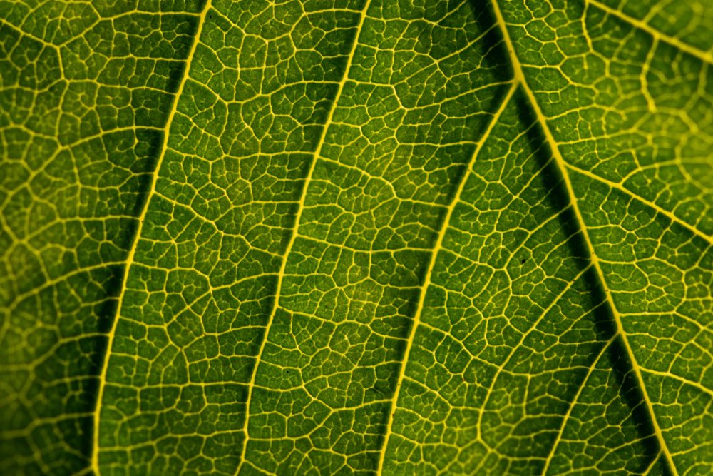 Зеленый лист текстура