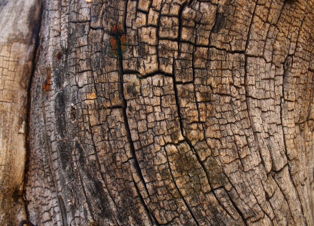 Срез дерева текстура