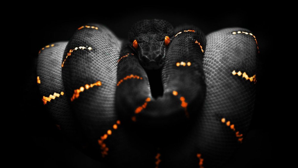 Черный питон змея