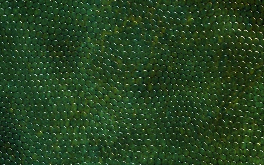 Змеиная кожа зеленая