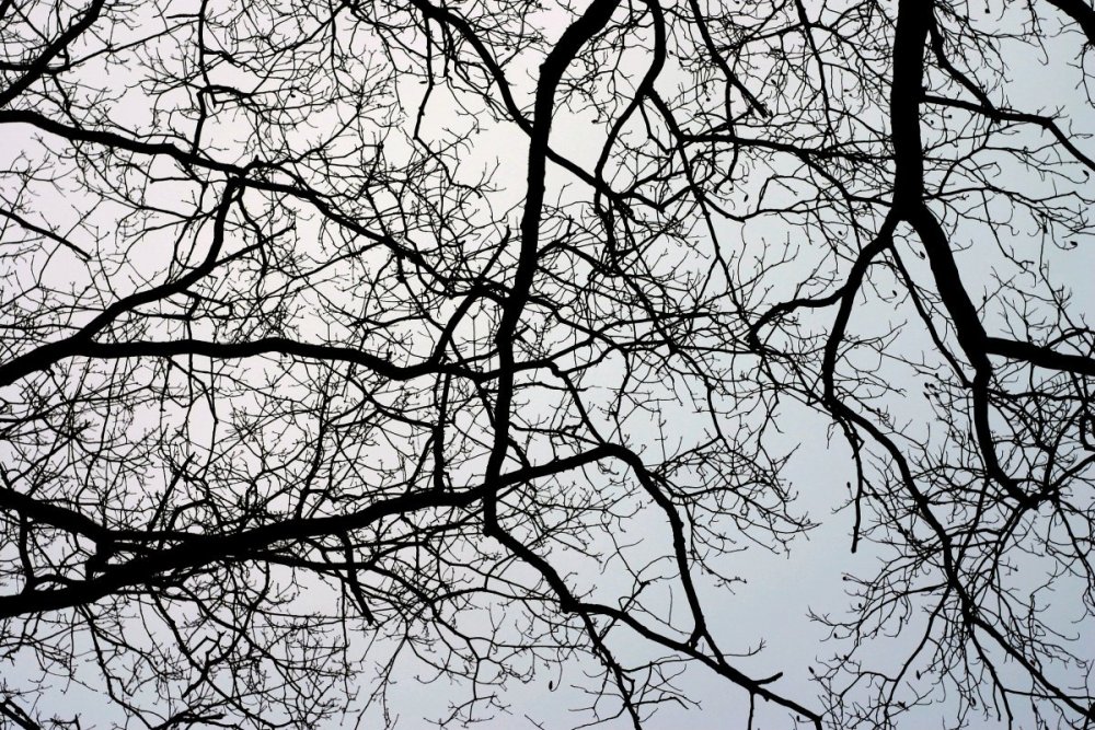 Темные ветки деревьев