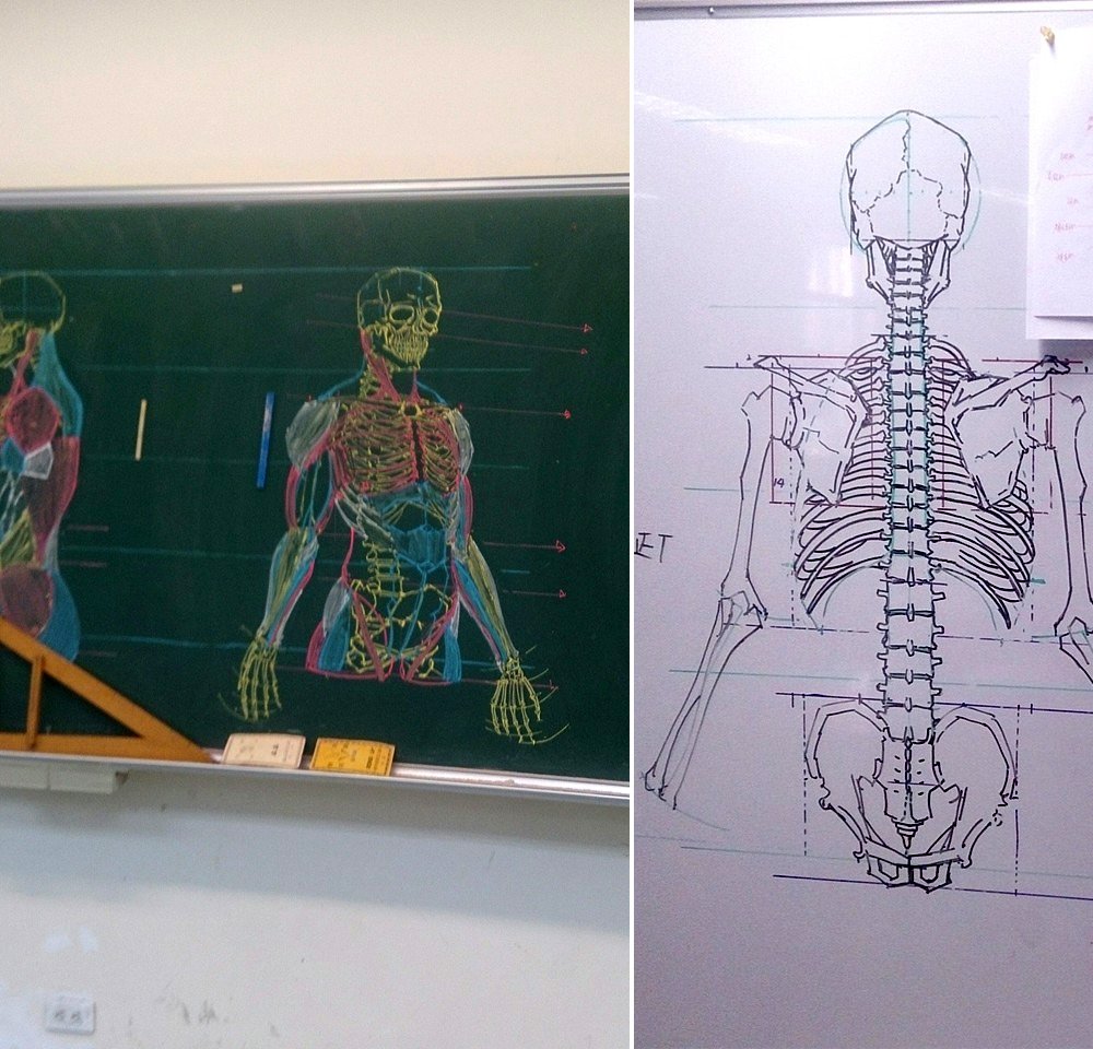 Рисунки по анатомии человека