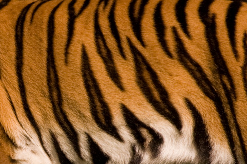 Тигровый окрас у тигра