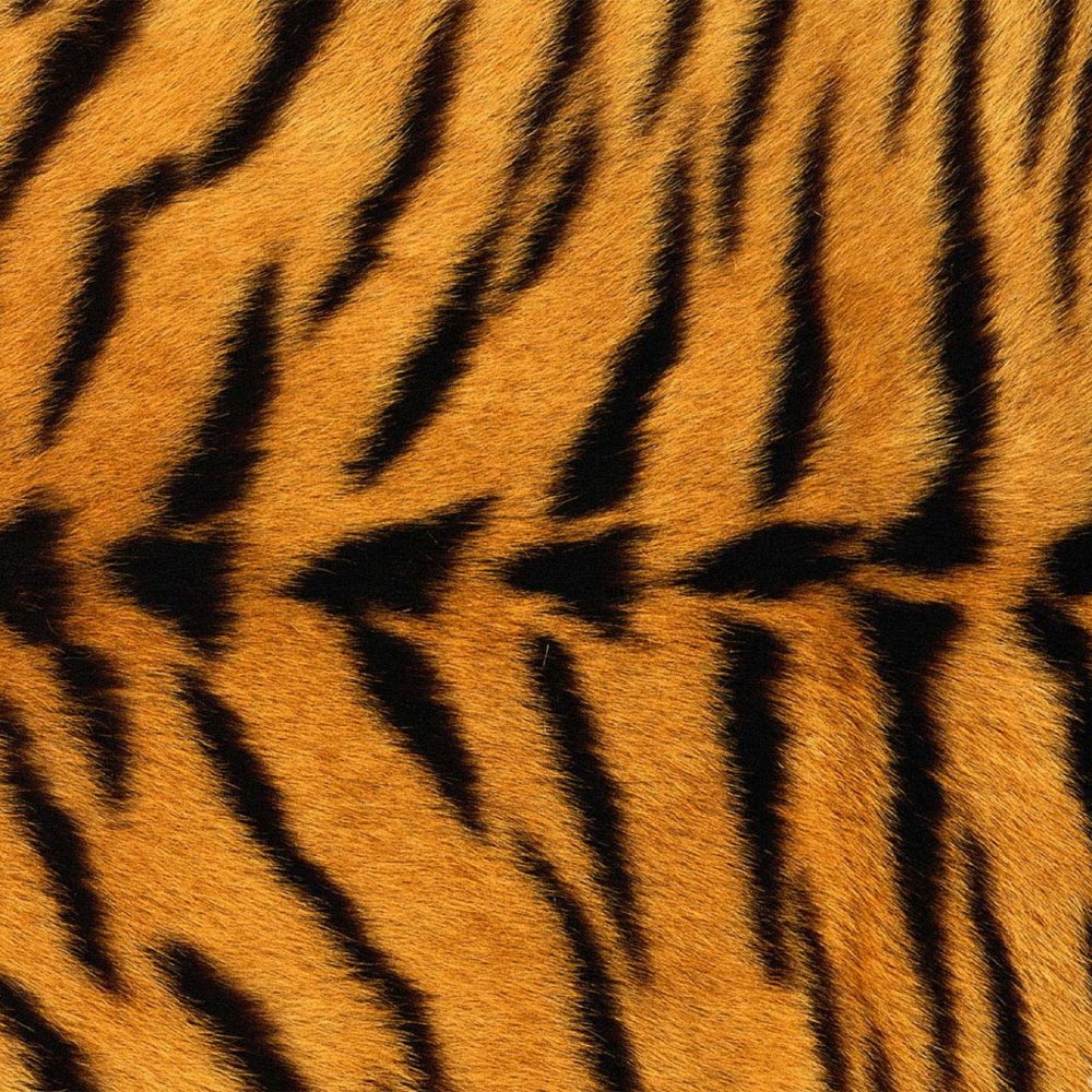 Тигровый окрас у тигра