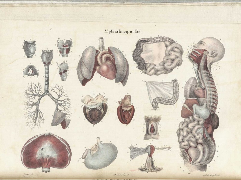 Медицинская энциклопедия анатомия человека