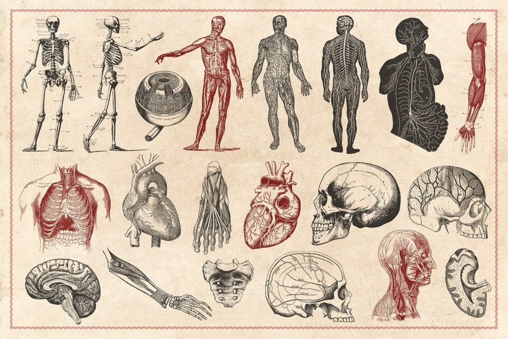 Иллюстрации по анатомии