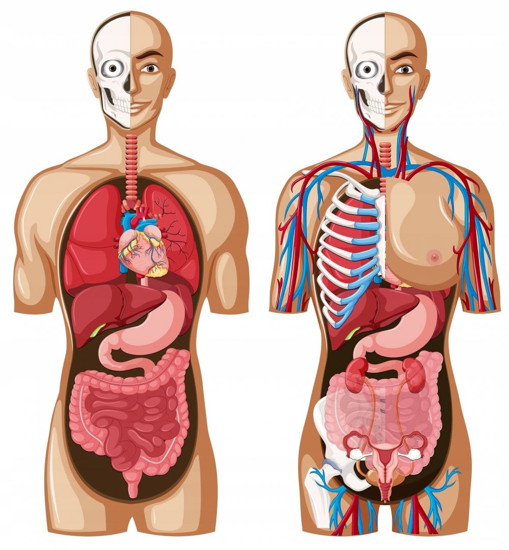 Макет человека с органами
