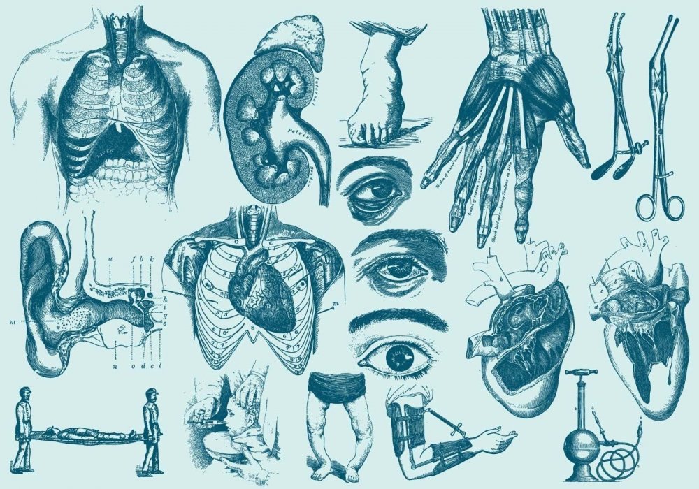 Зарисовки человеческих органов