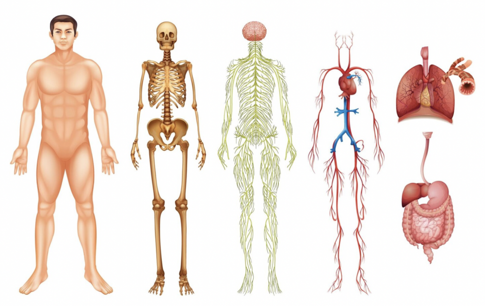 Структура тела человека