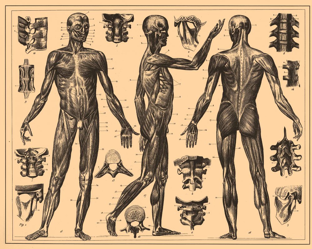 Древняя анатомия человека
